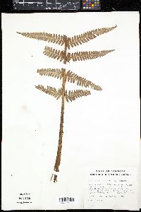 Dryopteris filix-mas image