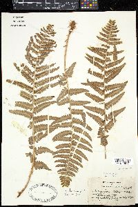 Dryopteris filix-mas image