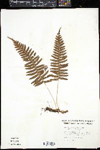 Polypodium appalachianum image