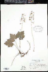 Tiarella cordifolia image