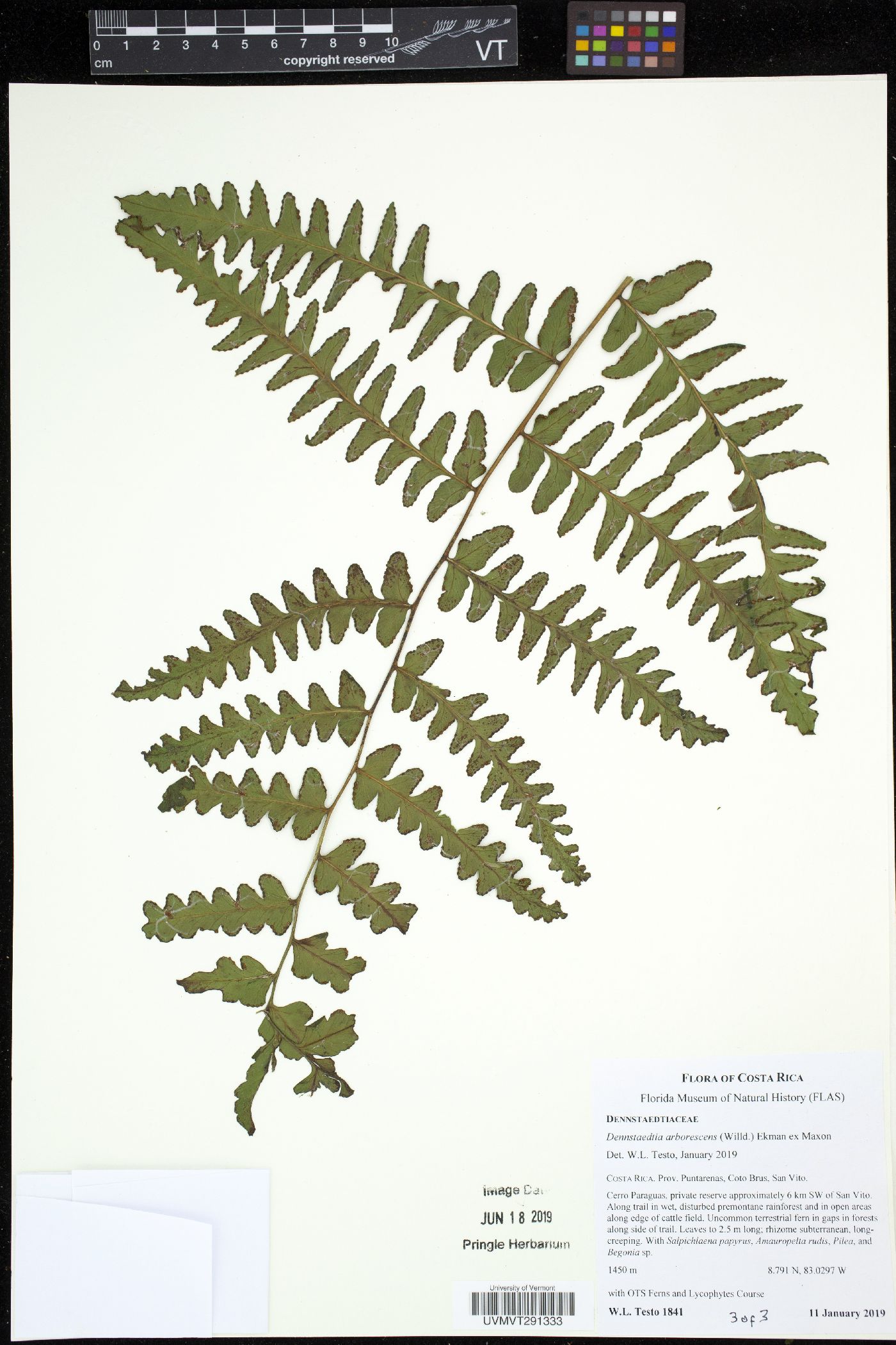 Dennstaedtia arborescens image