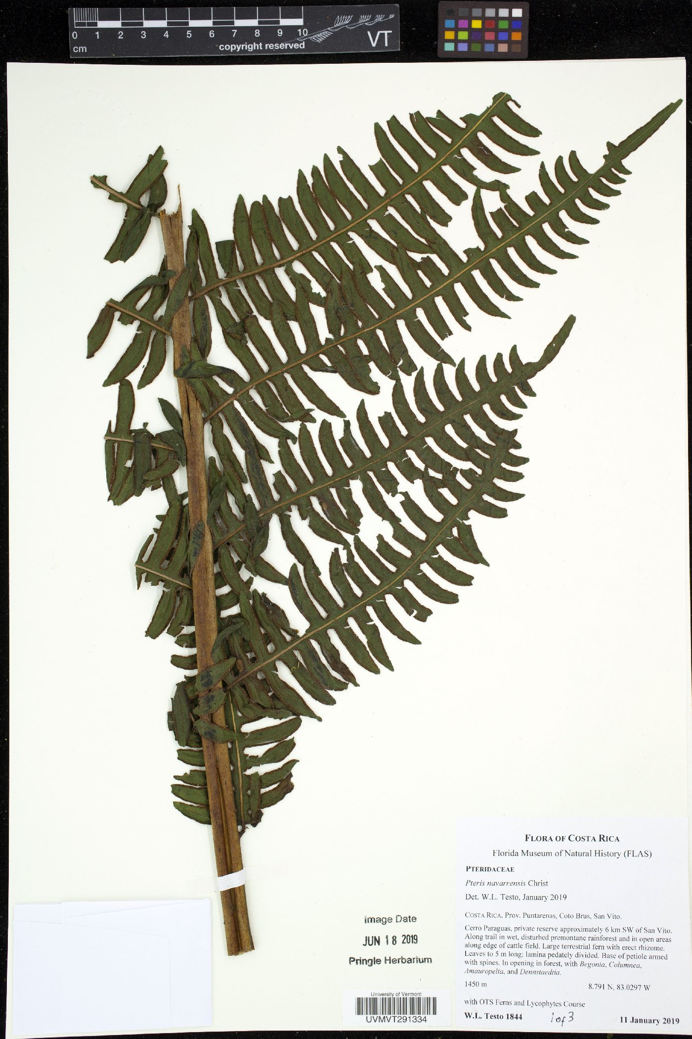 Pteris navarrensis image