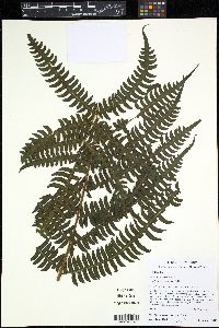 Pteris navarrensis image