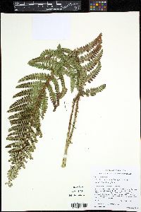 Polystichum talamancanum image