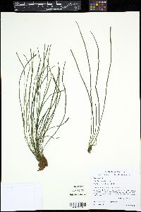 Vittaria graminifolia image