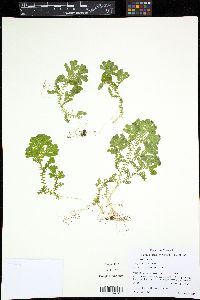 Selaginella sertata image