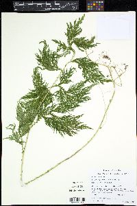 Selaginella plana image