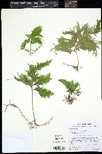 Selaginella umbrosa image