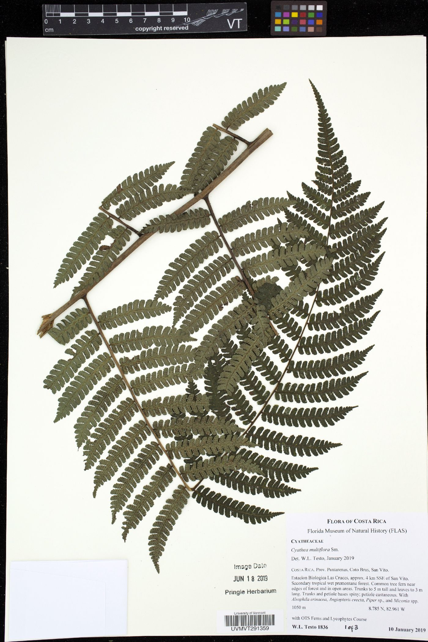 Cyathea multiflora image