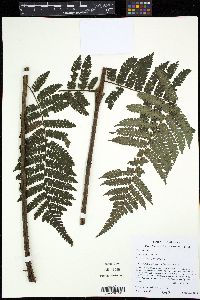 Cyathea multiflora image