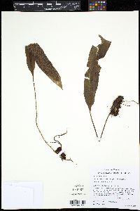 Elaphoglossum furfuraceum image