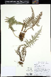 Image of Pityrogramma ferruginea