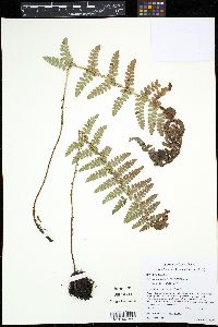 Polystichum talamancanum image