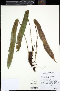 Elaphoglossum furfuraceum image