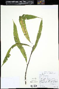 Image of Oleandra costaricensis