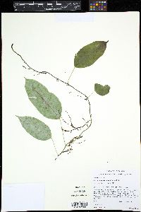 Serpocaulon levigatum image