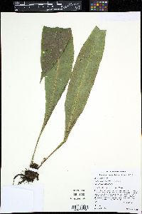 Elaphoglossum latifolium image