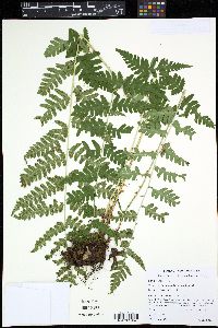 Dryopteris clintoniana image