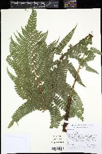 Polystichum muricatum image