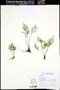 Asplenium theciferum image