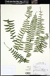 Asplenium barbaense image