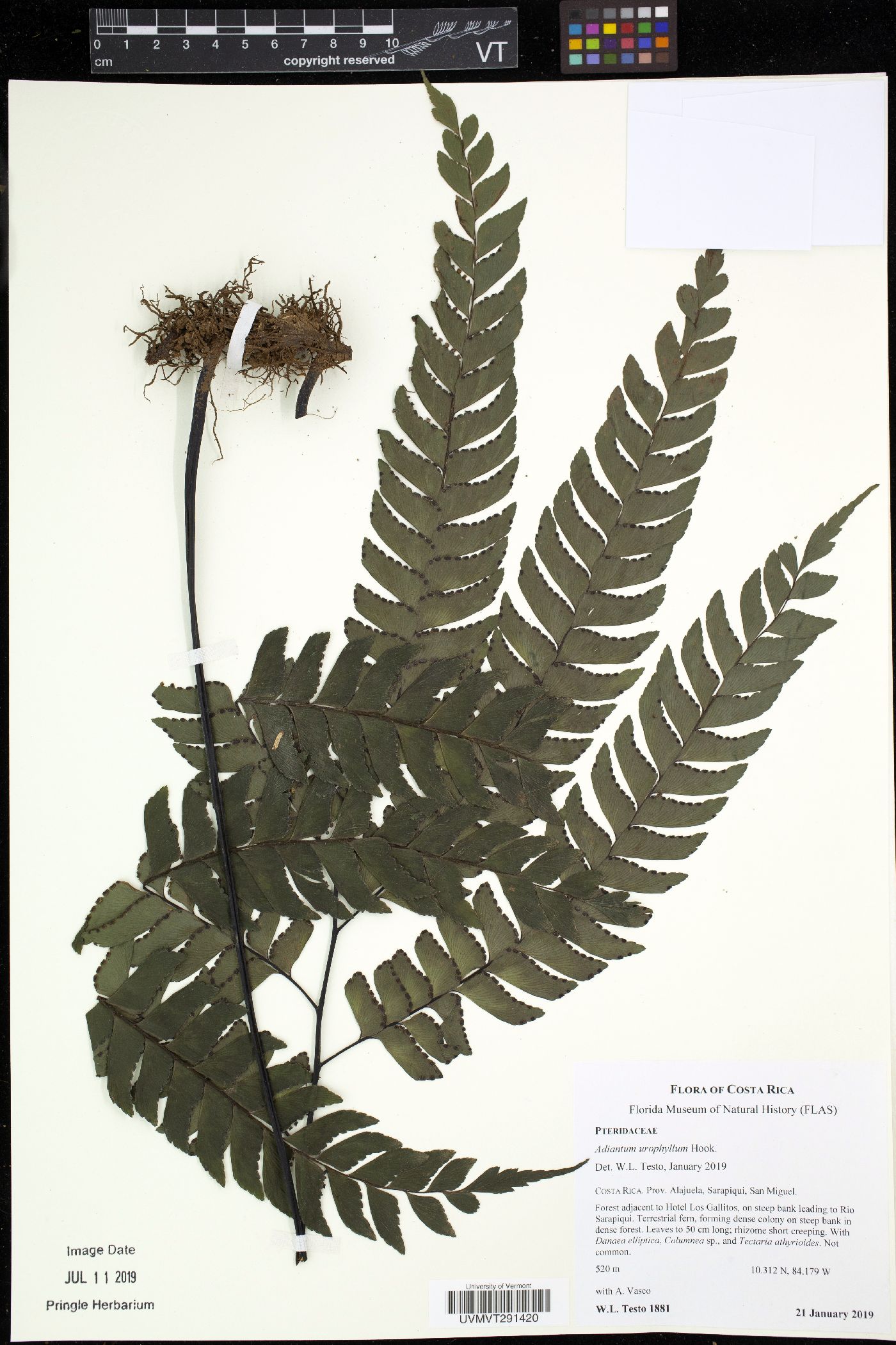 Adiantum urophyllum image