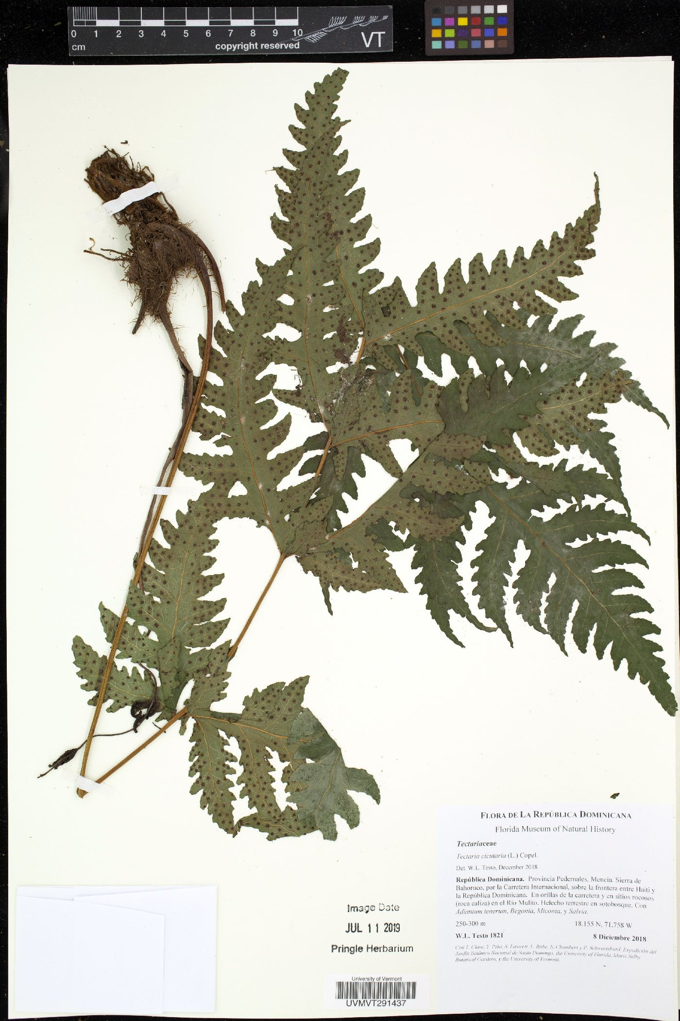 Tectaria cicutaria image
