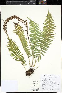 Image of Plagiogyria semicordata