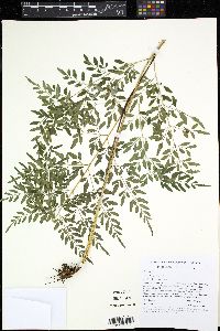 Pteris hexagona image