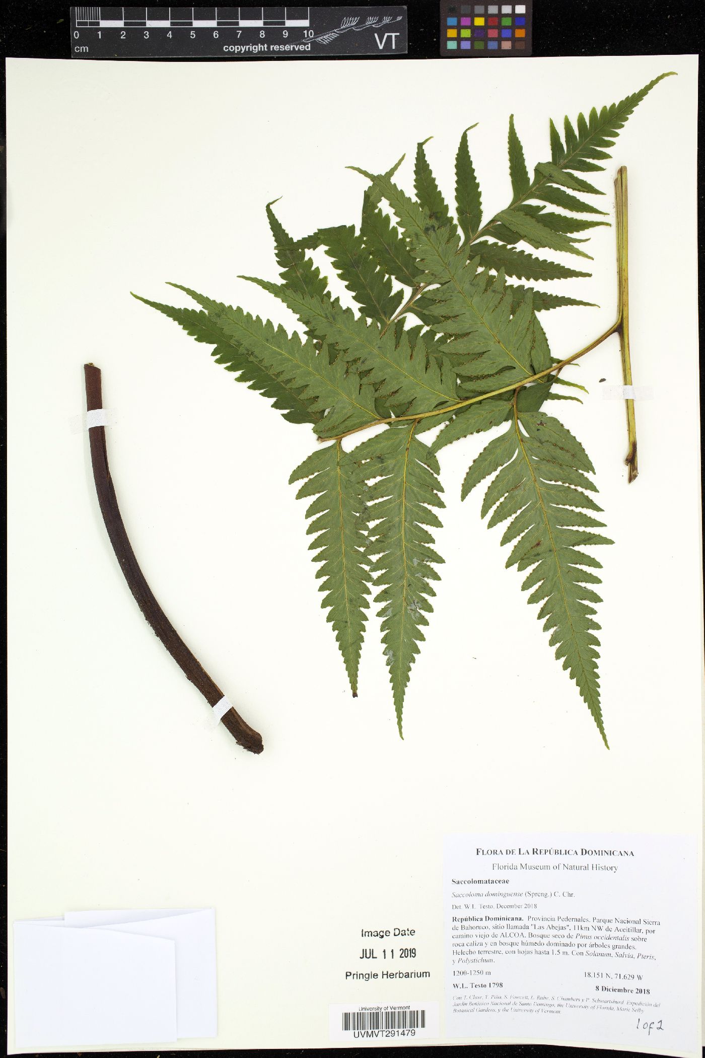 Saccoloma domingense image