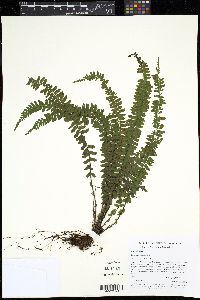 Asplenium monanthes image