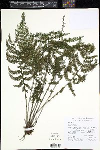 Asplenium cristatum image