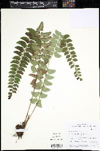 Image of Polystichum echinatum