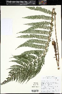 Polystichum muricatum image