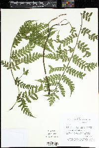 Eupodium laeve image