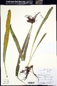 Campyloneurum angustifolium image