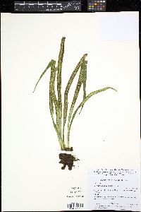 Polytaenium lineatum image