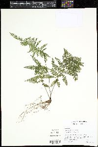 Asplenium flabellulatum image