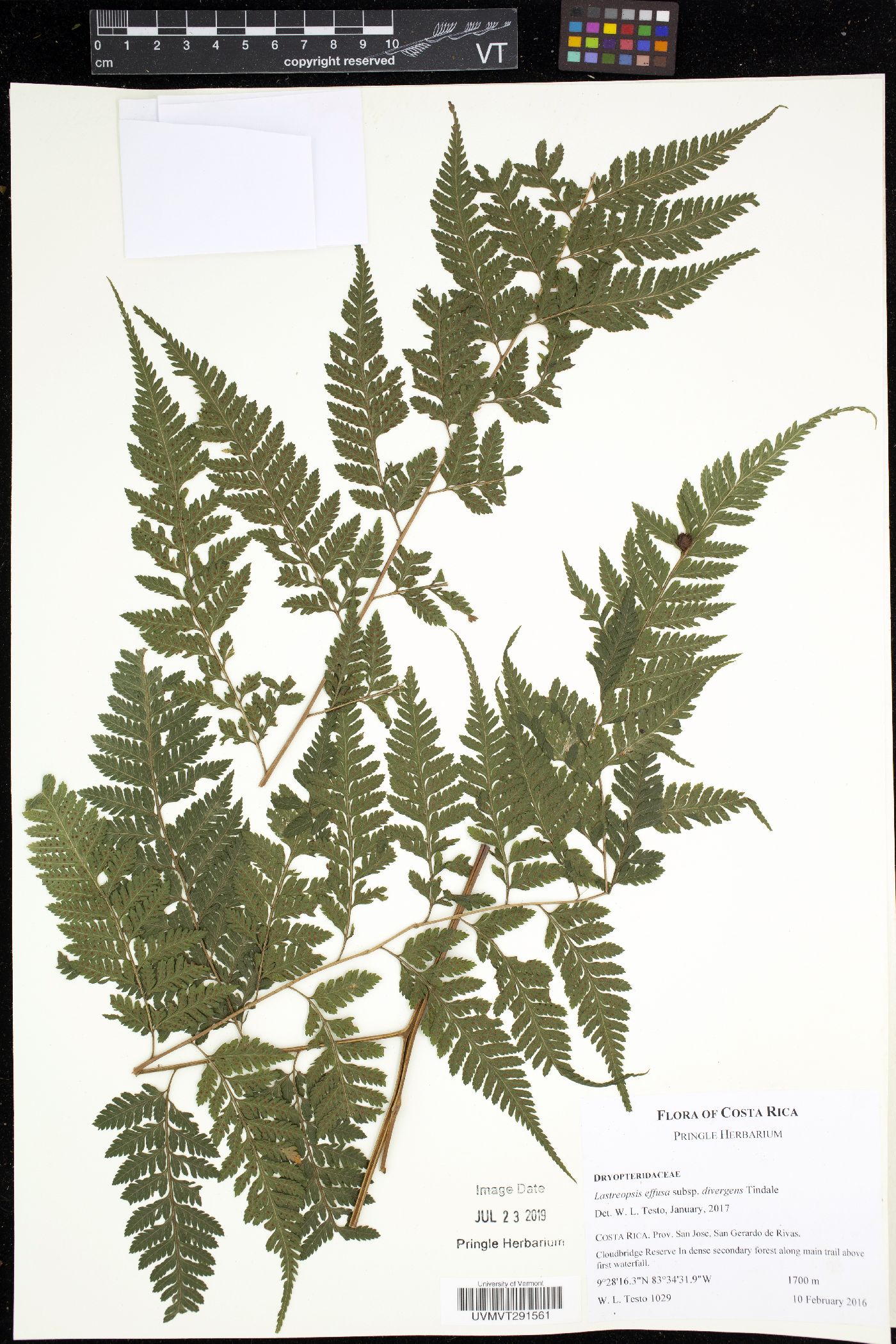 Lastreopsis effusa subsp. divergens image