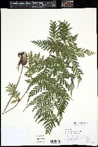 Asplenium blepharophorum image