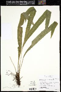 Elaphoglossum lonchophyllum image