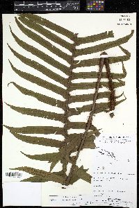 Cyclopeltis novoguineensis image