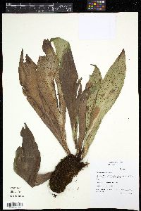 Antrophyum callifolium image