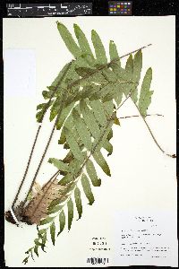 Image of Drynaria rigidula