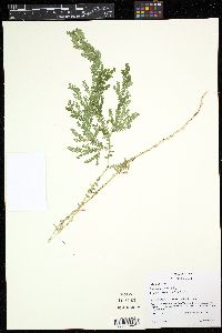 Selaginella sertata image