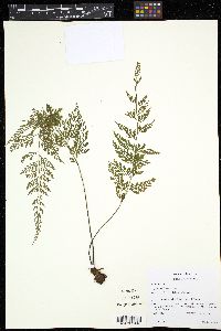 Asplenium fragrans image