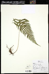 Blechnum appendiculatum image