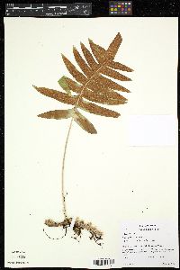 Image of Polypodium arcanum