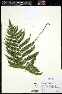 Stegnogramma pilosa image