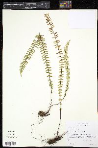 Asplenium monanthes image